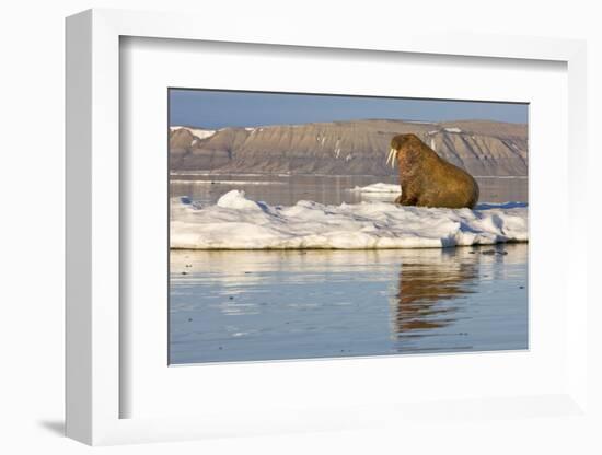 Walrus on Iceberg Near Kapp Lee in Midnight Sun-Paul Souders-Framed Photographic Print