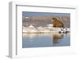 Walrus on Iceberg Near Kapp Lee in Midnight Sun-Paul Souders-Framed Photographic Print