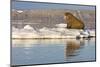 Walrus on Iceberg Near Kapp Lee in Midnight Sun-Paul Souders-Mounted Photographic Print