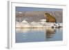 Walrus on Iceberg Near Kapp Lee in Midnight Sun-Paul Souders-Framed Photographic Print