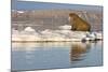 Walrus on Iceberg Near Kapp Lee in Midnight Sun-Paul Souders-Mounted Photographic Print