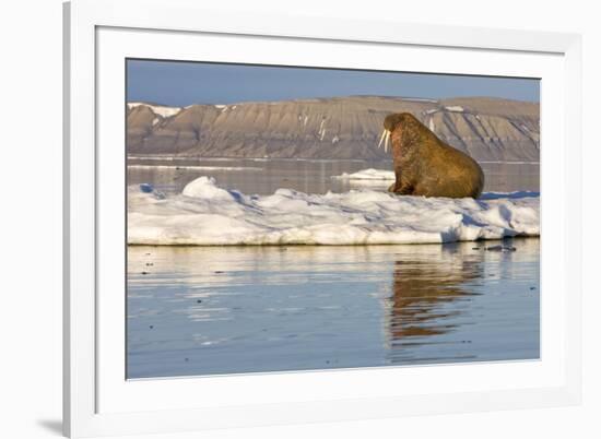 Walrus on Iceberg Near Kapp Lee in Midnight Sun-Paul Souders-Framed Photographic Print