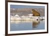 Walrus on Iceberg Near Kapp Lee in Midnight Sun-Paul Souders-Framed Photographic Print