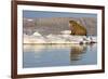 Walrus on Iceberg Near Kapp Lee in Midnight Sun-Paul Souders-Framed Photographic Print