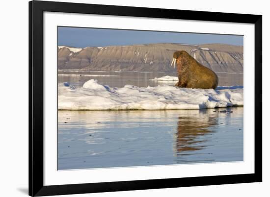 Walrus on Iceberg Near Kapp Lee in Midnight Sun-Paul Souders-Framed Photographic Print