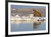 Walrus on Iceberg Near Kapp Lee in Midnight Sun-Paul Souders-Framed Photographic Print