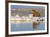 Walrus on Iceberg Near Kapp Lee in Midnight Sun-Paul Souders-Framed Photographic Print