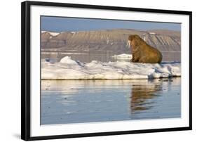 Walrus on Iceberg Near Kapp Lee in Midnight Sun-Paul Souders-Framed Photographic Print