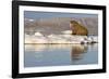 Walrus on Iceberg Near Kapp Lee in Midnight Sun-Paul Souders-Framed Photographic Print