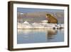 Walrus on Iceberg Near Kapp Lee in Midnight Sun-Paul Souders-Framed Photographic Print