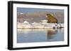 Walrus on Iceberg Near Kapp Lee in Midnight Sun-Paul Souders-Framed Photographic Print