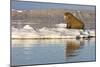 Walrus on Iceberg Near Kapp Lee in Midnight Sun-Paul Souders-Mounted Photographic Print