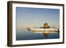 Walrus on Iceberg Near Kapp Lee in Midnight Sun-Paul Souders-Framed Photographic Print