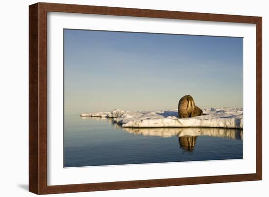 Walrus on Iceberg Near Kapp Lee in Midnight Sun-Paul Souders-Framed Photographic Print