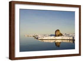 Walrus on Iceberg Near Kapp Lee in Midnight Sun-Paul Souders-Framed Photographic Print