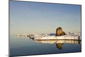 Walrus on Iceberg Near Kapp Lee in Midnight Sun-Paul Souders-Mounted Photographic Print