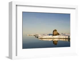 Walrus on Iceberg Near Kapp Lee in Midnight Sun-Paul Souders-Framed Photographic Print