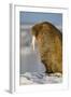 Walrus on Iceberg Near Kapp Lee in Midnight Sun-Paul Souders-Framed Photographic Print