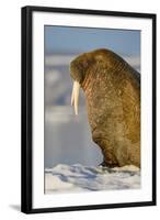 Walrus on Iceberg Near Kapp Lee in Midnight Sun-Paul Souders-Framed Photographic Print