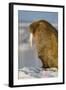 Walrus on Iceberg Near Kapp Lee in Midnight Sun-Paul Souders-Framed Photographic Print