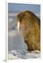 Walrus on Iceberg Near Kapp Lee in Midnight Sun-Paul Souders-Framed Photographic Print