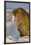 Walrus on Iceberg Near Kapp Lee in Midnight Sun-Paul Souders-Framed Photographic Print