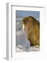 Walrus on Iceberg Near Kapp Lee in Midnight Sun-Paul Souders-Framed Photographic Print