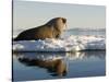 Walrus on Iceberg Near Kapp Lee in Midnight Sun-Paul Souders-Stretched Canvas