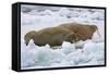 Walrus on Pack Ice on Spitsbergen Island-Darrell Gulin-Framed Stretched Canvas