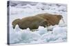 Walrus on Pack Ice on Spitsbergen Island-Darrell Gulin-Stretched Canvas