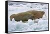 Walrus on Pack Ice on Spitsbergen Island-Darrell Gulin-Framed Stretched Canvas