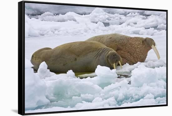 Walrus on Pack Ice on Spitsbergen Island-Darrell Gulin-Framed Stretched Canvas