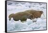 Walrus on Pack Ice on Spitsbergen Island-Darrell Gulin-Framed Stretched Canvas