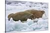 Walrus on Pack Ice on Spitsbergen Island-Darrell Gulin-Stretched Canvas