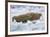 Walrus on Pack Ice on Spitsbergen Island-Darrell Gulin-Framed Photographic Print