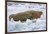 Walrus on Pack Ice on Spitsbergen Island-Darrell Gulin-Framed Photographic Print