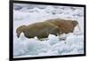 Walrus on Pack Ice on Spitsbergen Island-Darrell Gulin-Framed Photographic Print