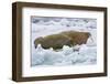 Walrus on Pack Ice on Spitsbergen Island-Darrell Gulin-Framed Photographic Print