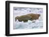 Walrus on Pack Ice on Spitsbergen Island-Darrell Gulin-Framed Photographic Print