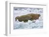 Walrus on Pack Ice on Spitsbergen Island-Darrell Gulin-Framed Photographic Print