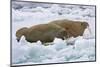 Walrus on Pack Ice on Spitsbergen Island-Darrell Gulin-Mounted Photographic Print