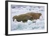 Walrus on Pack Ice on Spitsbergen Island-Darrell Gulin-Framed Photographic Print