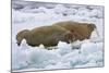 Walrus on Pack Ice on Spitsbergen Island-Darrell Gulin-Mounted Photographic Print