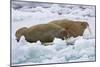 Walrus on Pack Ice on Spitsbergen Island-Darrell Gulin-Mounted Photographic Print