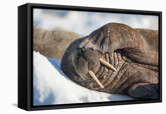 Walrus on Sea Ice, Hudson Bay, Nunavut, Canada-Paul Souders-Framed Stretched Canvas