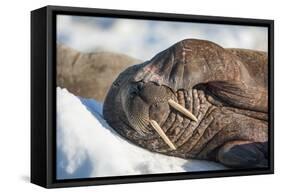 Walrus on Sea Ice, Hudson Bay, Nunavut, Canada-Paul Souders-Framed Stretched Canvas