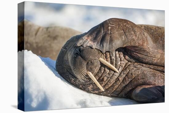 Walrus on Sea Ice, Hudson Bay, Nunavut, Canada-Paul Souders-Stretched Canvas