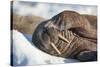 Walrus on Sea Ice, Hudson Bay, Nunavut, Canada-Paul Souders-Stretched Canvas