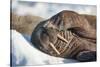 Walrus on Sea Ice, Hudson Bay, Nunavut, Canada-Paul Souders-Stretched Canvas