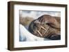 Walrus on Sea Ice, Hudson Bay, Nunavut, Canada-Paul Souders-Framed Premium Photographic Print